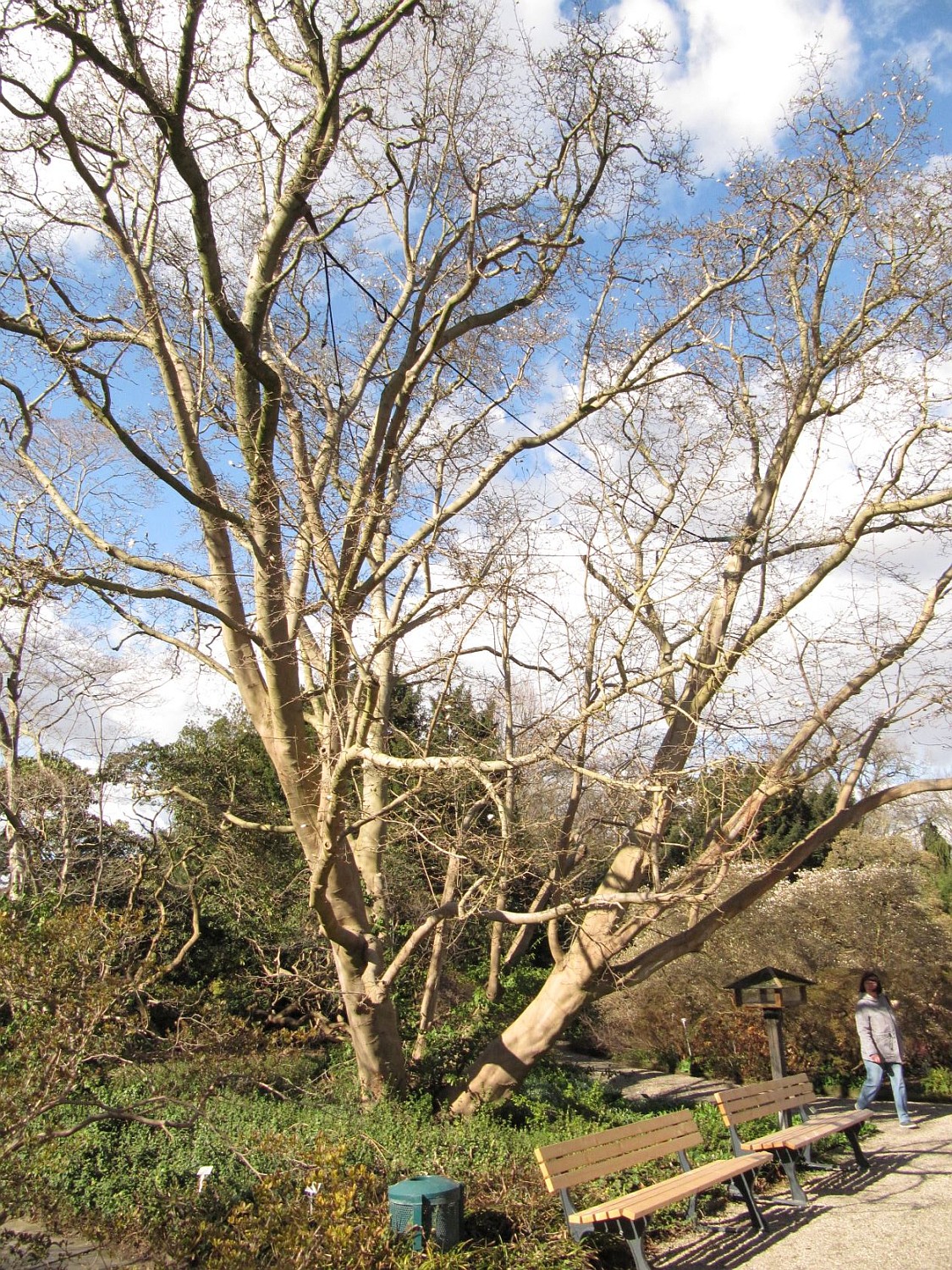kobus Magnolia