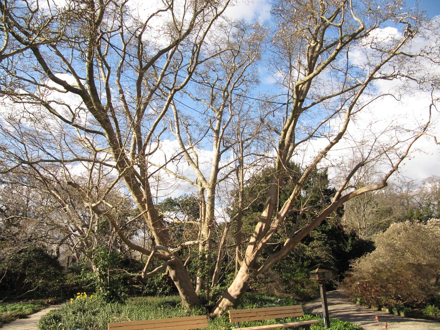 Magnolia kobus - Hannover, Berggarten - 2022