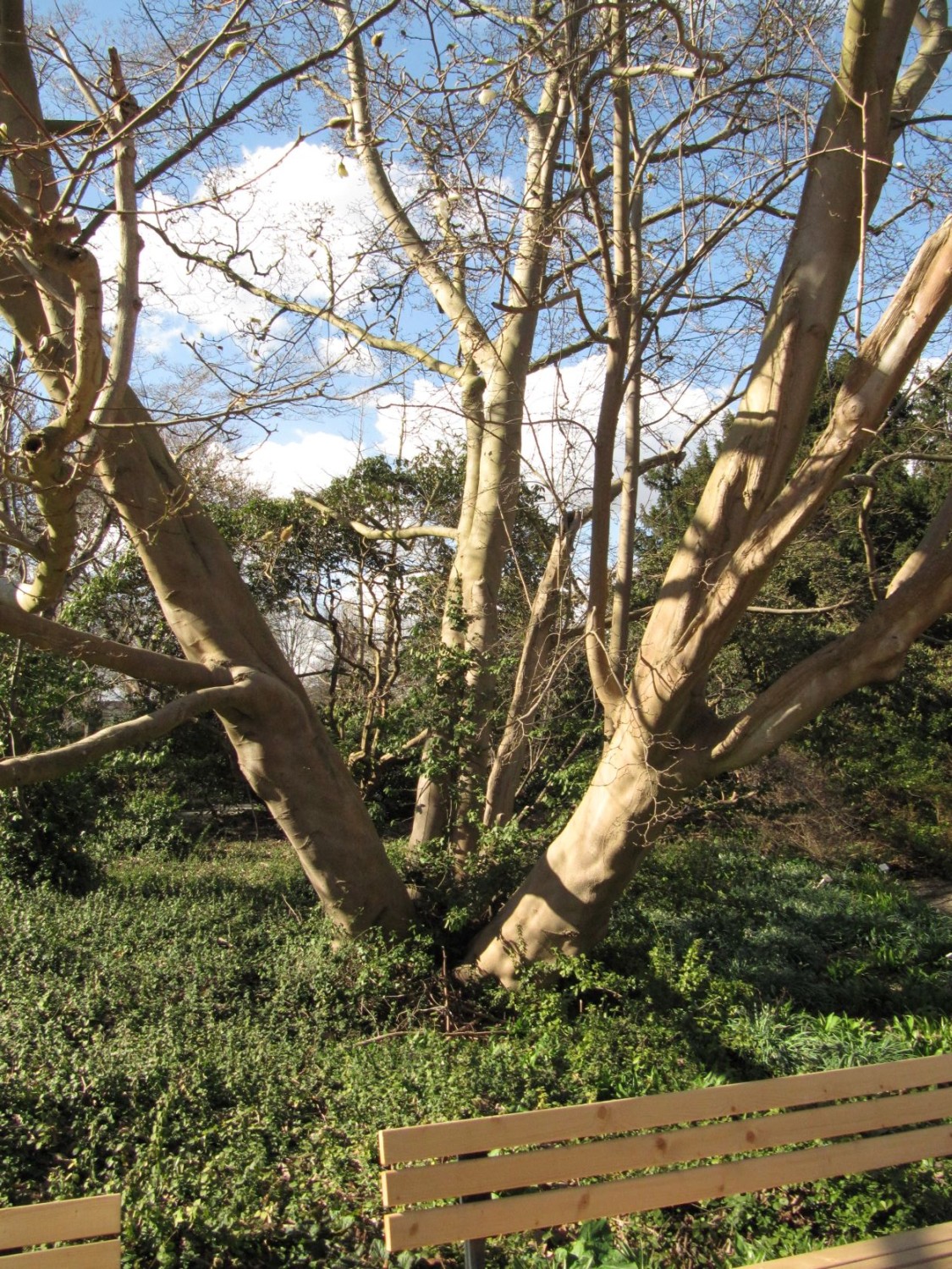 Magnolia kobus - Hannover, Berggarten - 2022