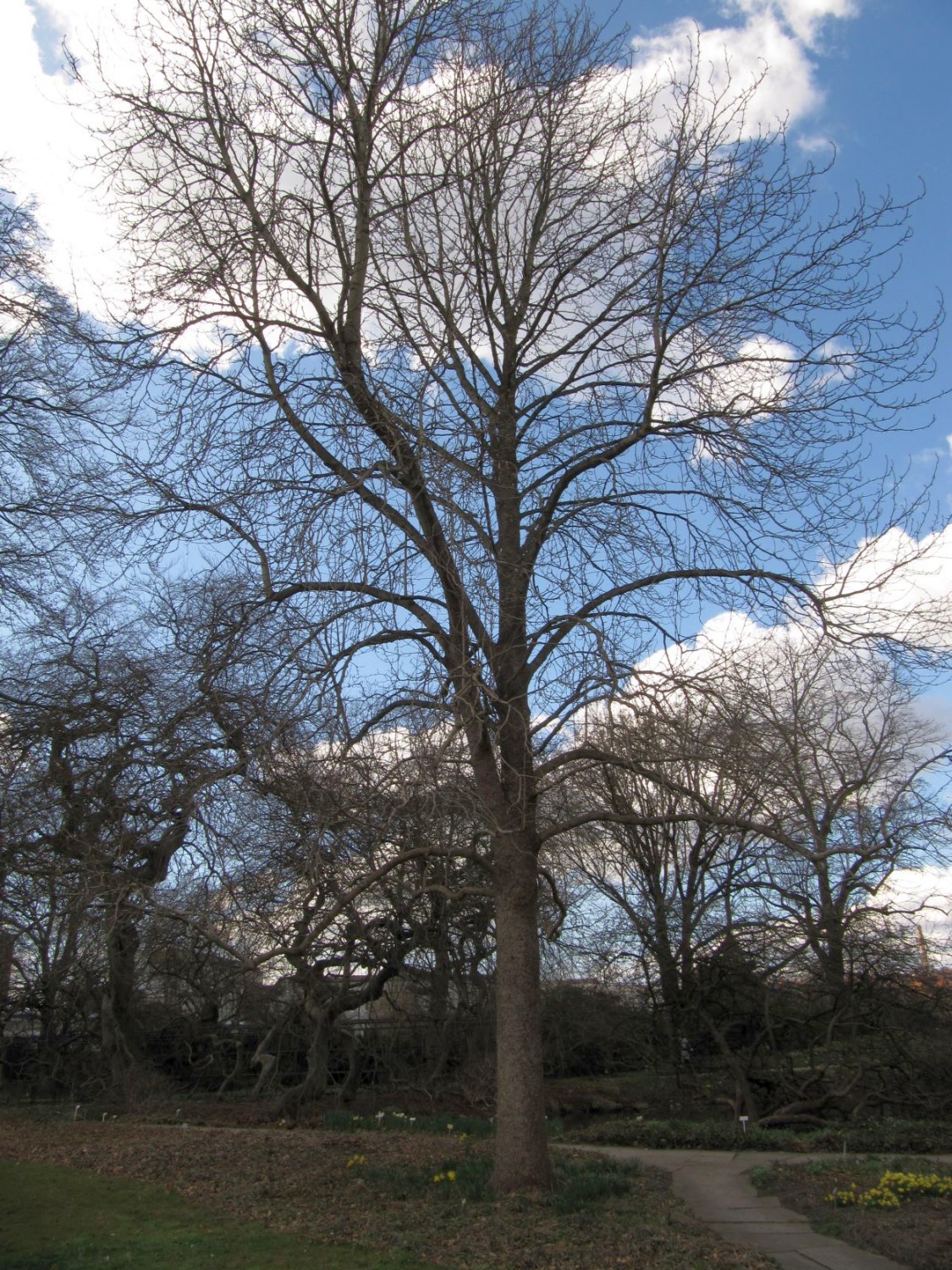 acuminata Magnolia var. subcordata