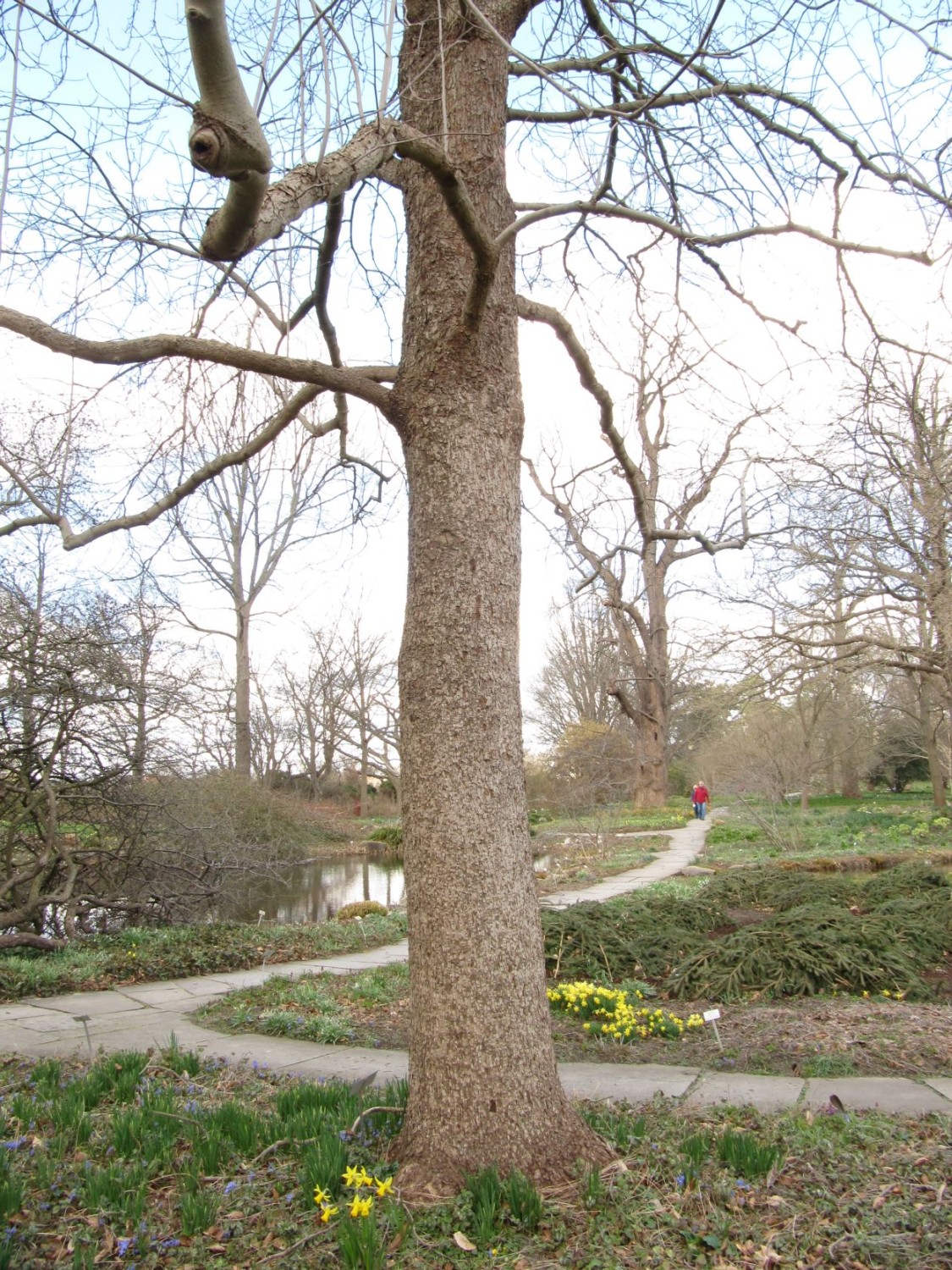 Magnolia acuminata var. subcordata - Hannover, Berggarten - 2022