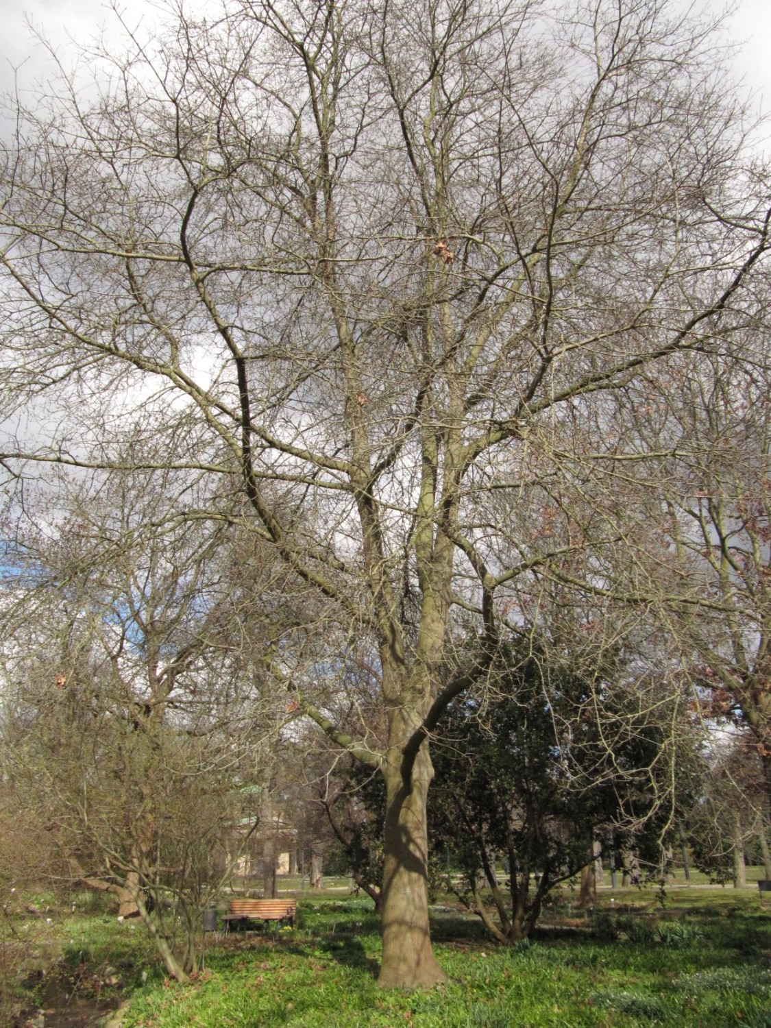 nigra Quercus