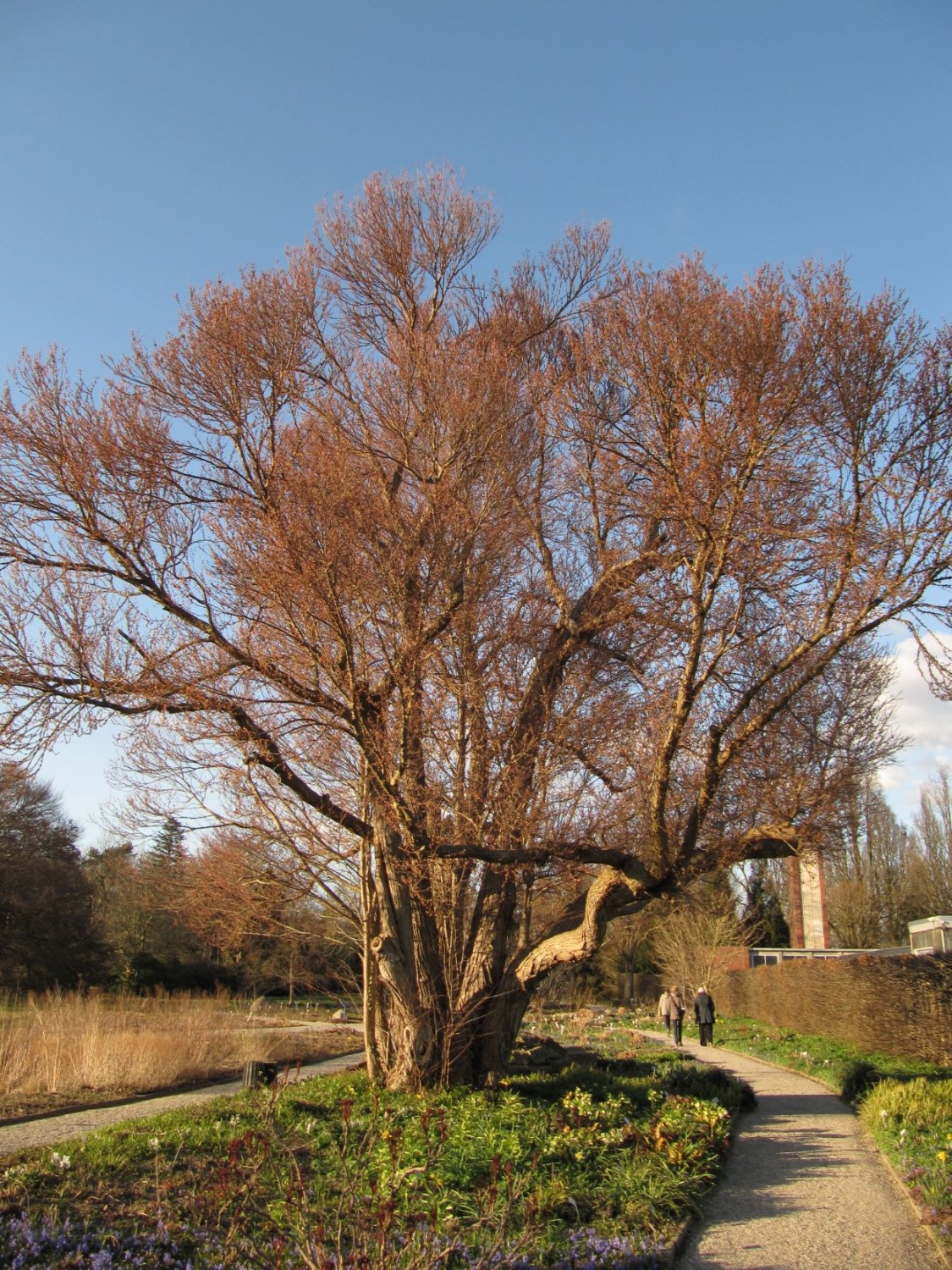 Cercidiphyllum japonicum