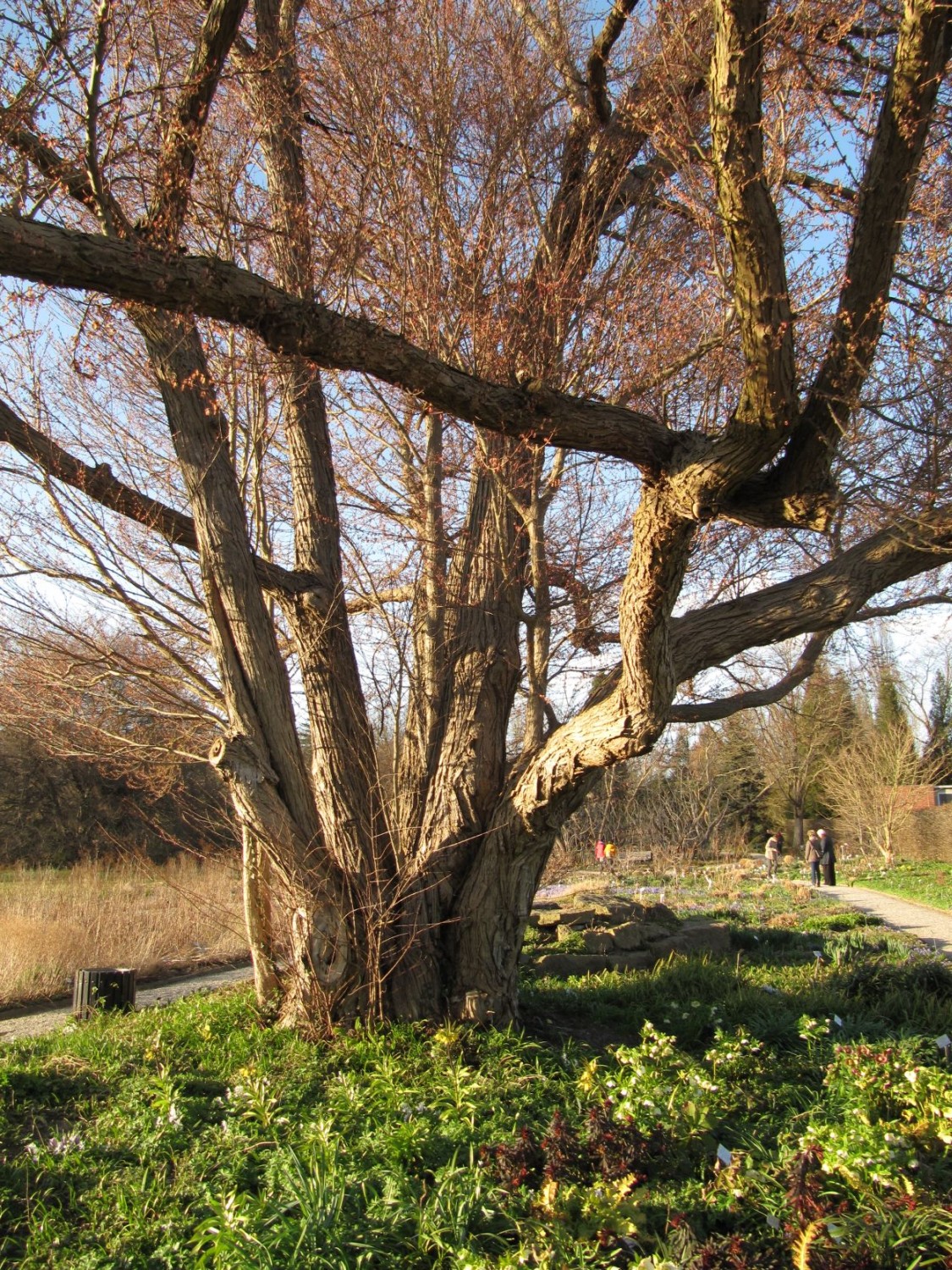 Cercidiphyllum japonicum - Hannover, Berggarten - 2022