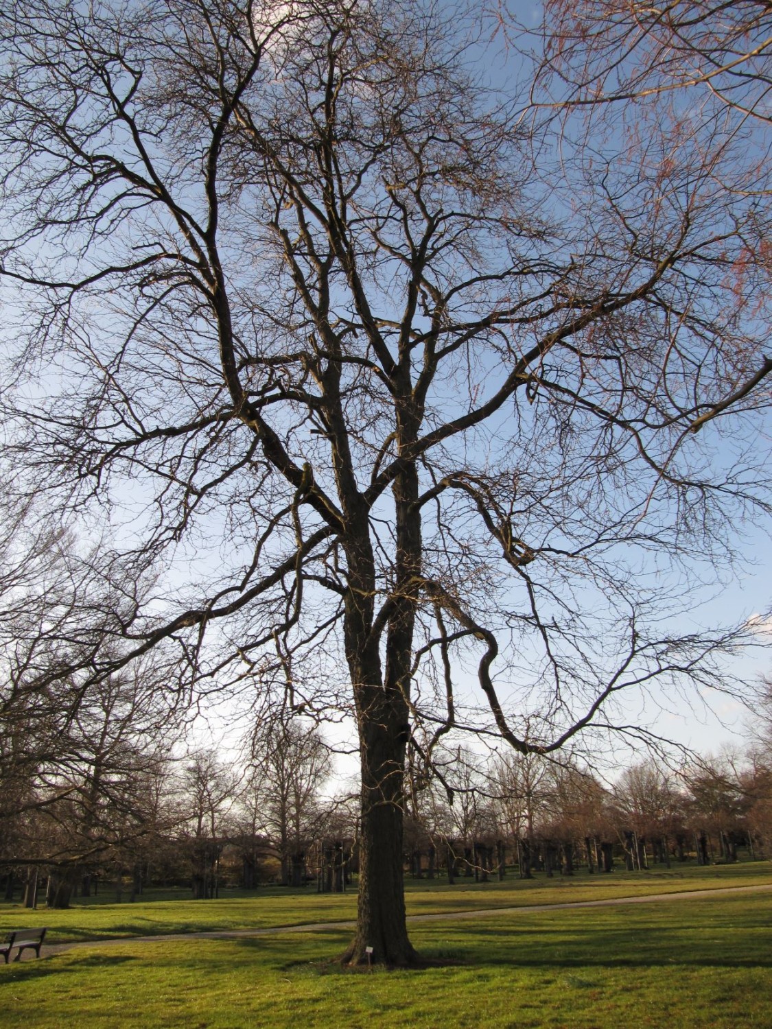 'Inermis' Gleditsia triacanthos