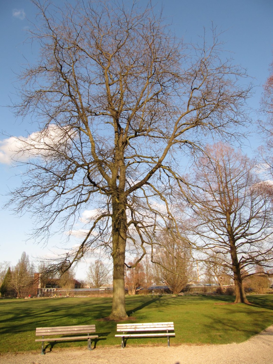 Gleditisa triactanthos 'Inermis' - Hannover, Berggarten - 2022