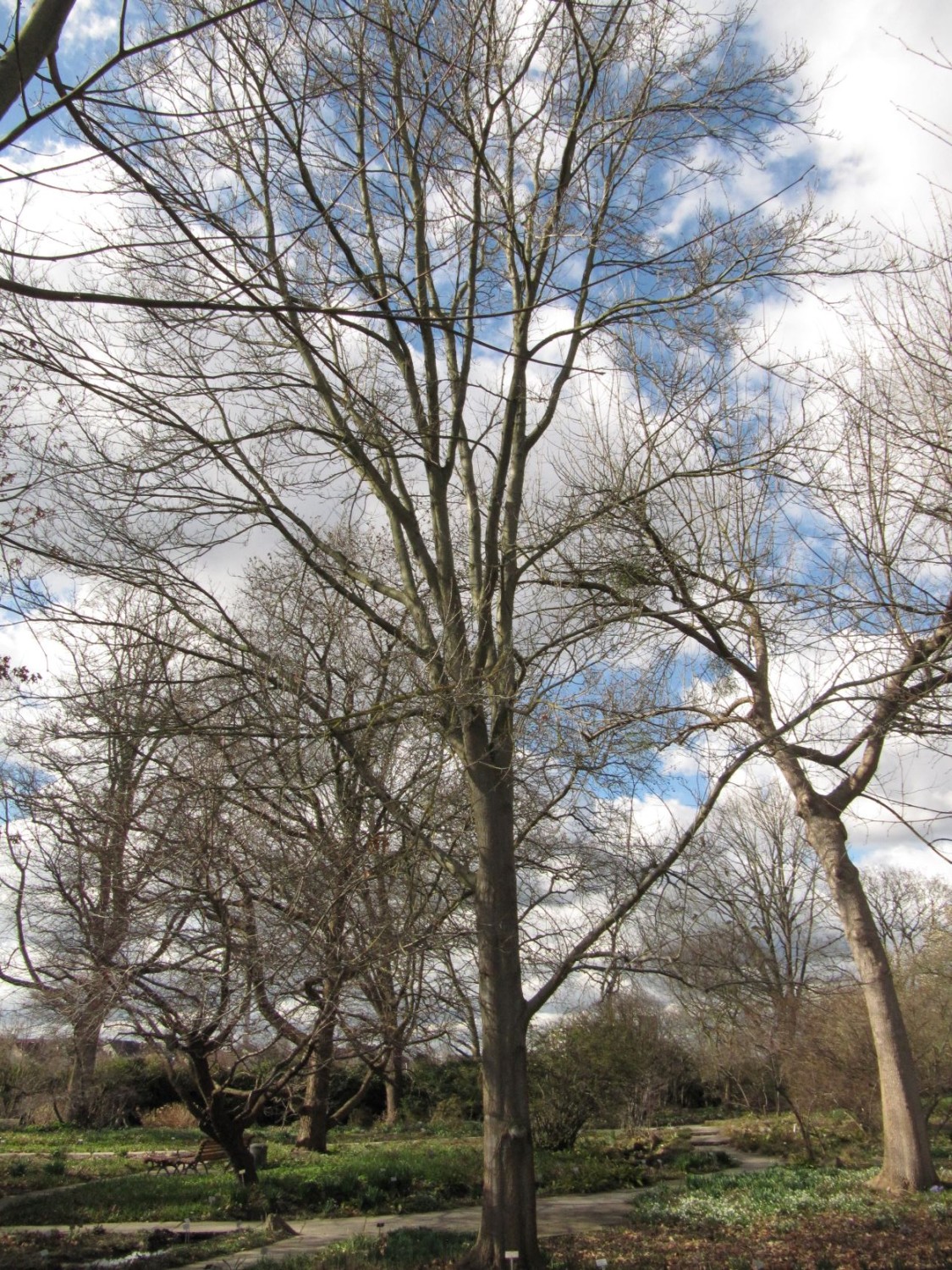 Quercus texana