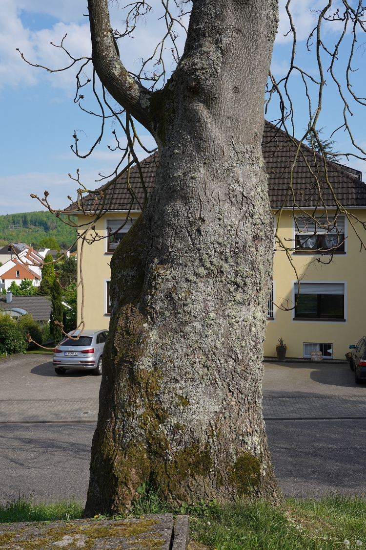 Ailanthus altissima - St. Ingbert - 2022