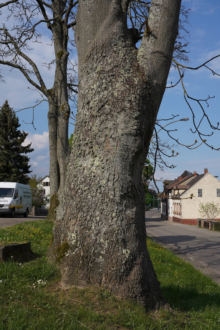 Ailanthus altissima - St. Ingbert - 2022