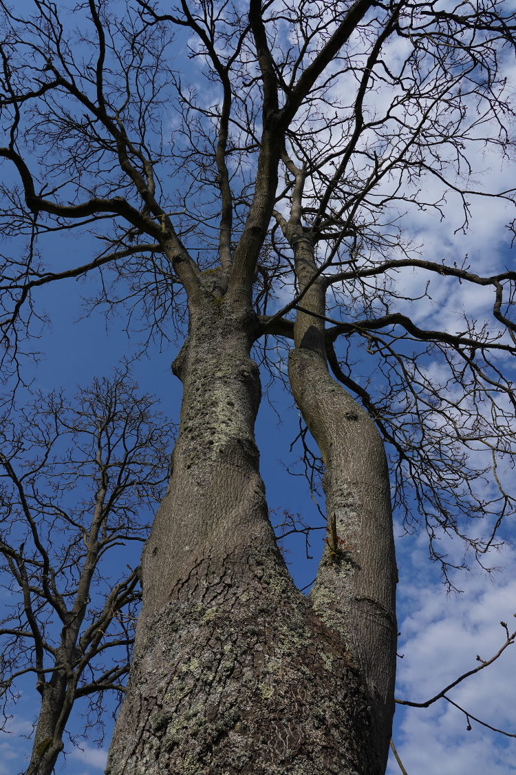Ailanthus altissima - St. Ingbert - 2022