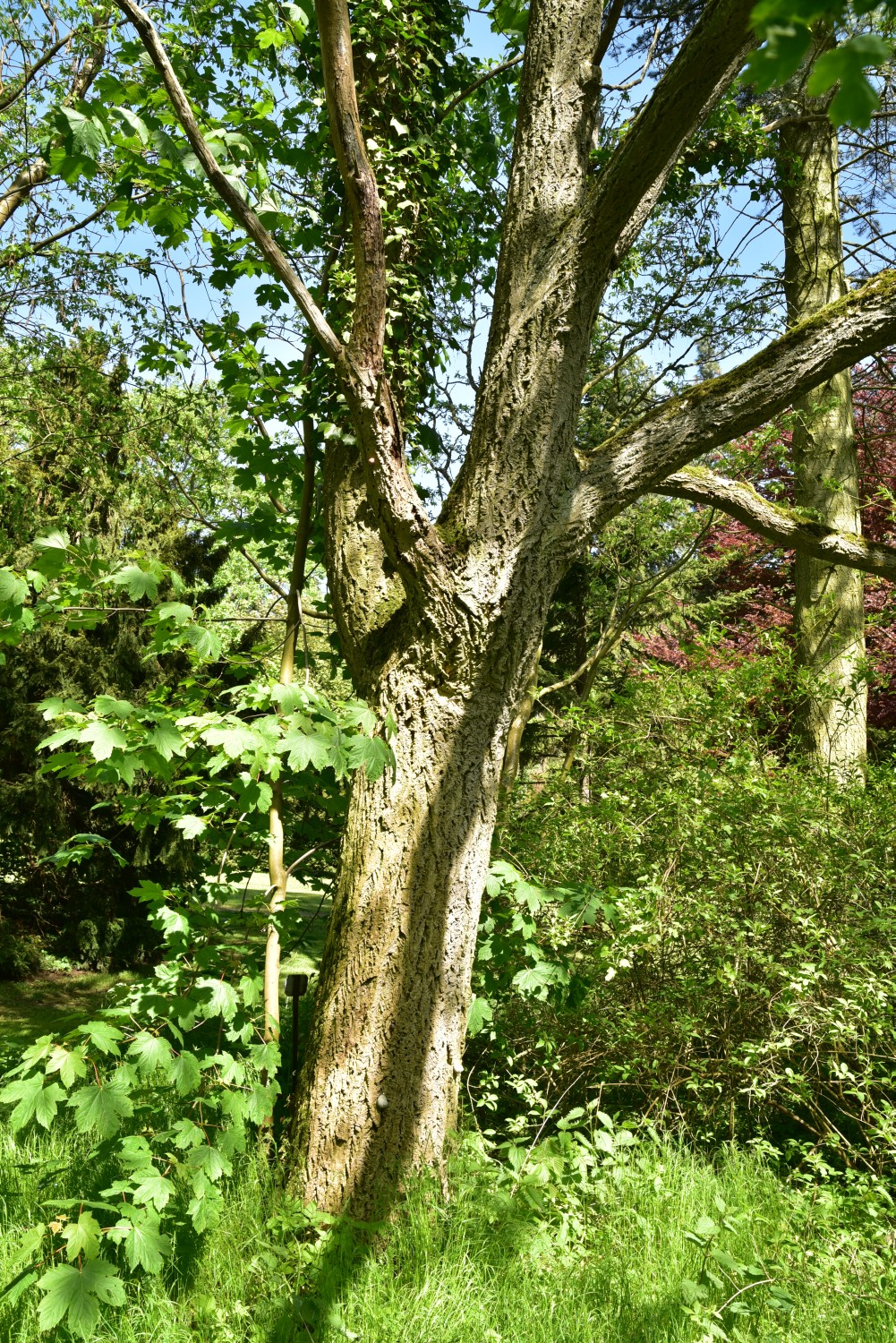 amurense Phellodendron