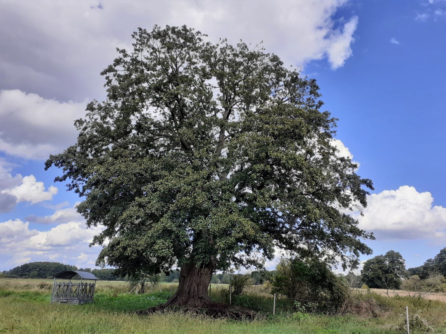 Alnus glutinosa - Helmerkamp - 2020