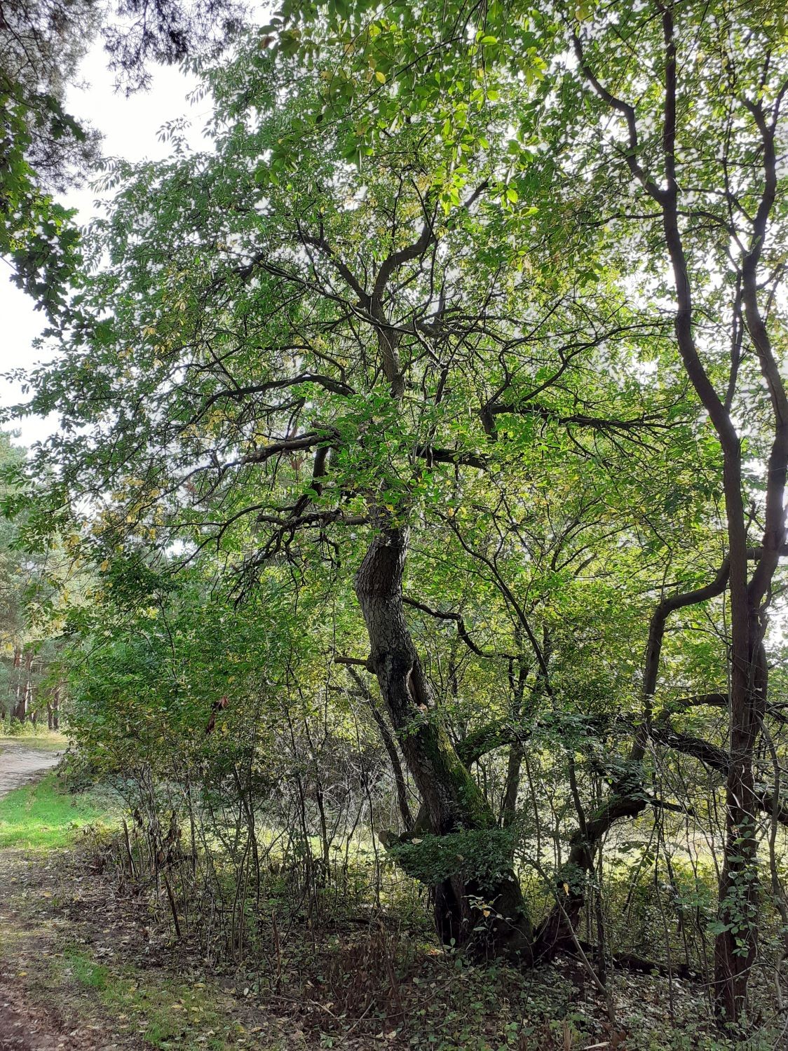 Prunus padus - Klein Hehlen - 2021