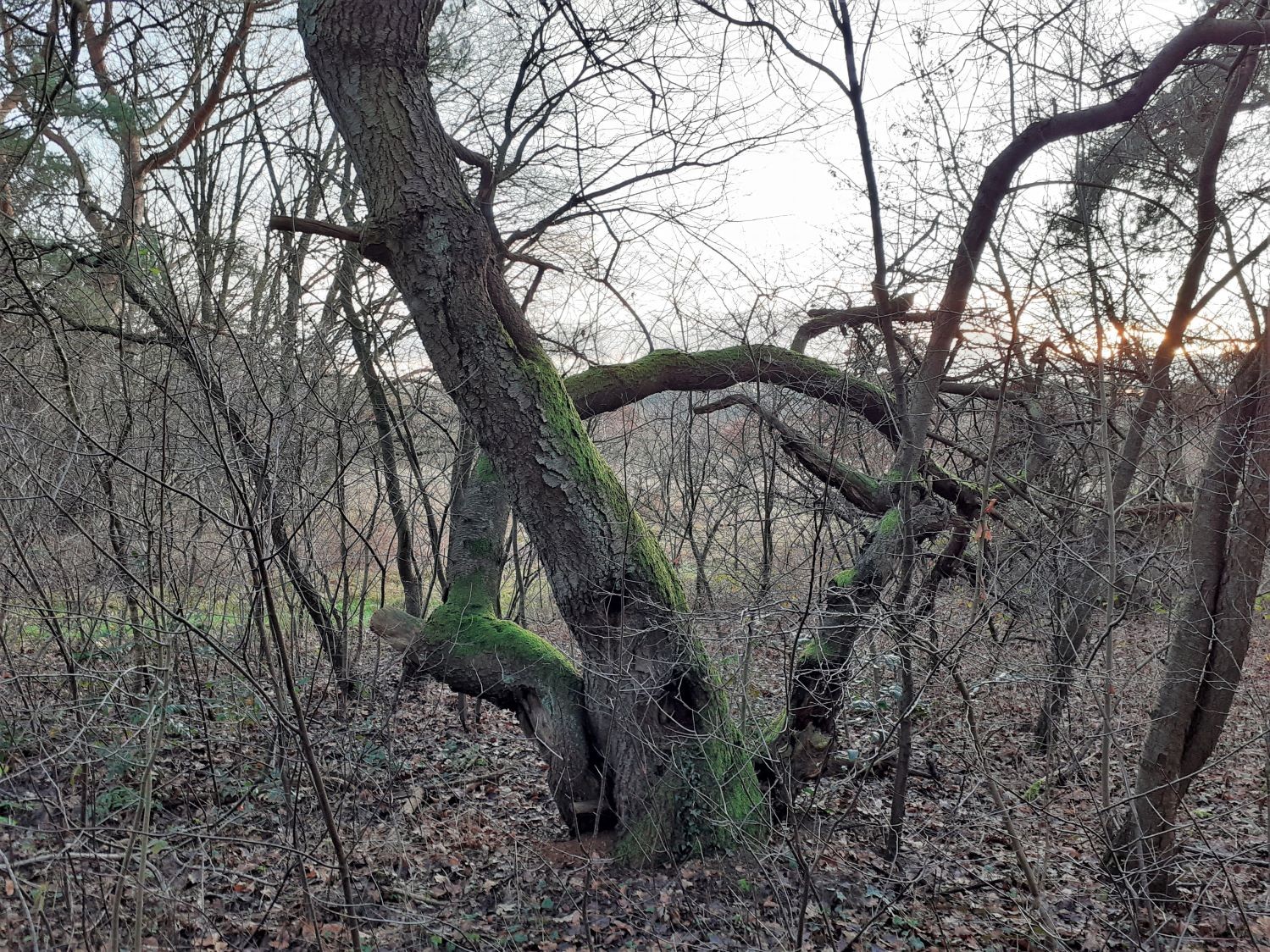 Prunus padus - Klein Hehlen - 2021