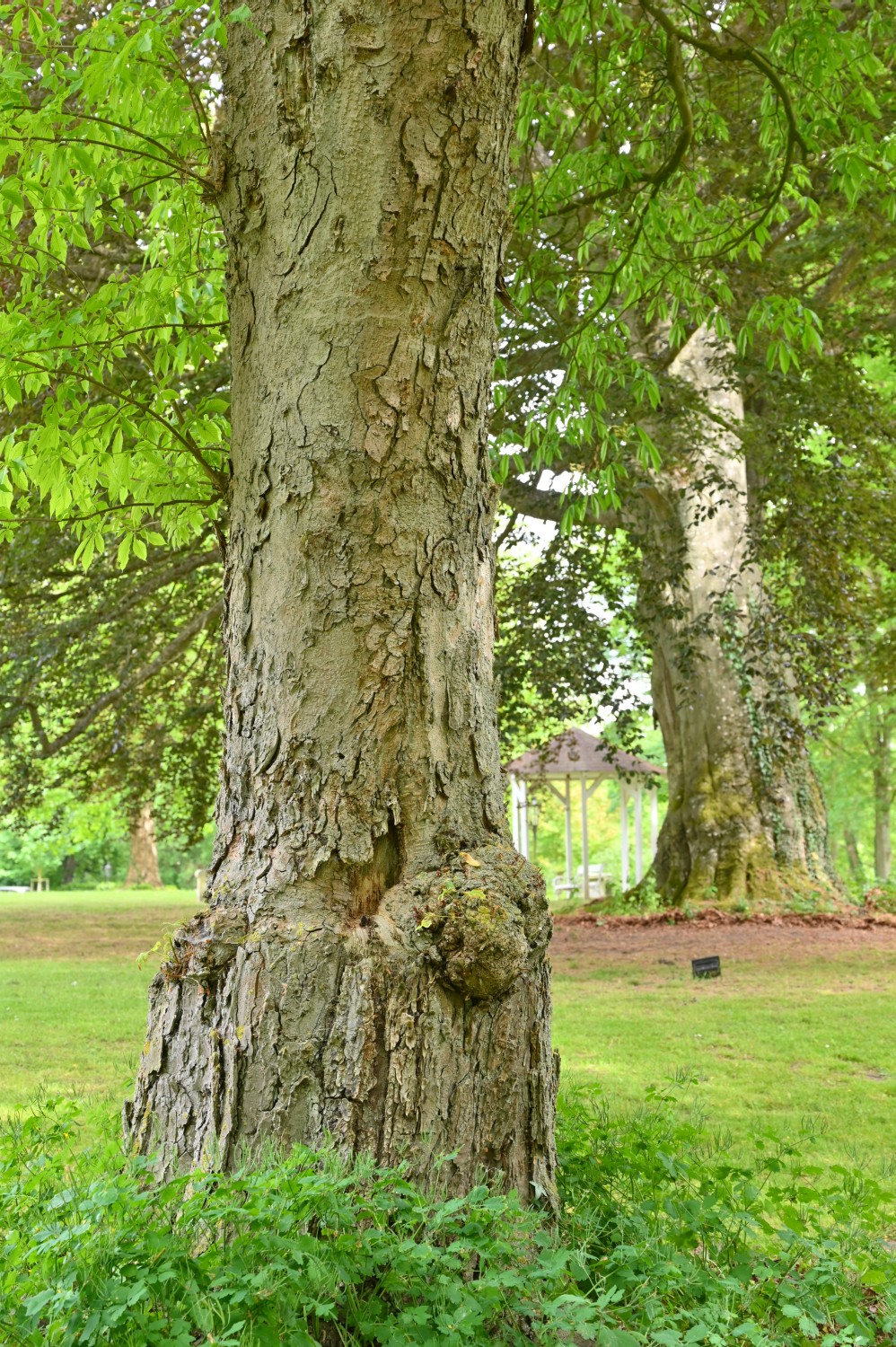Aesculus flava - Schorssow - 2022