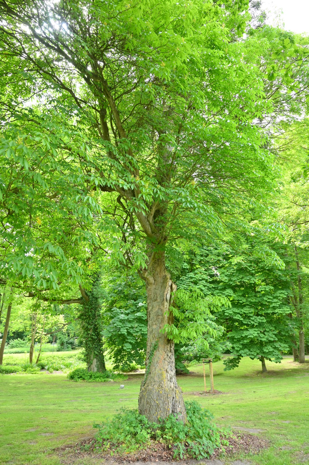 Aesculus flava - Schorssow - 2022