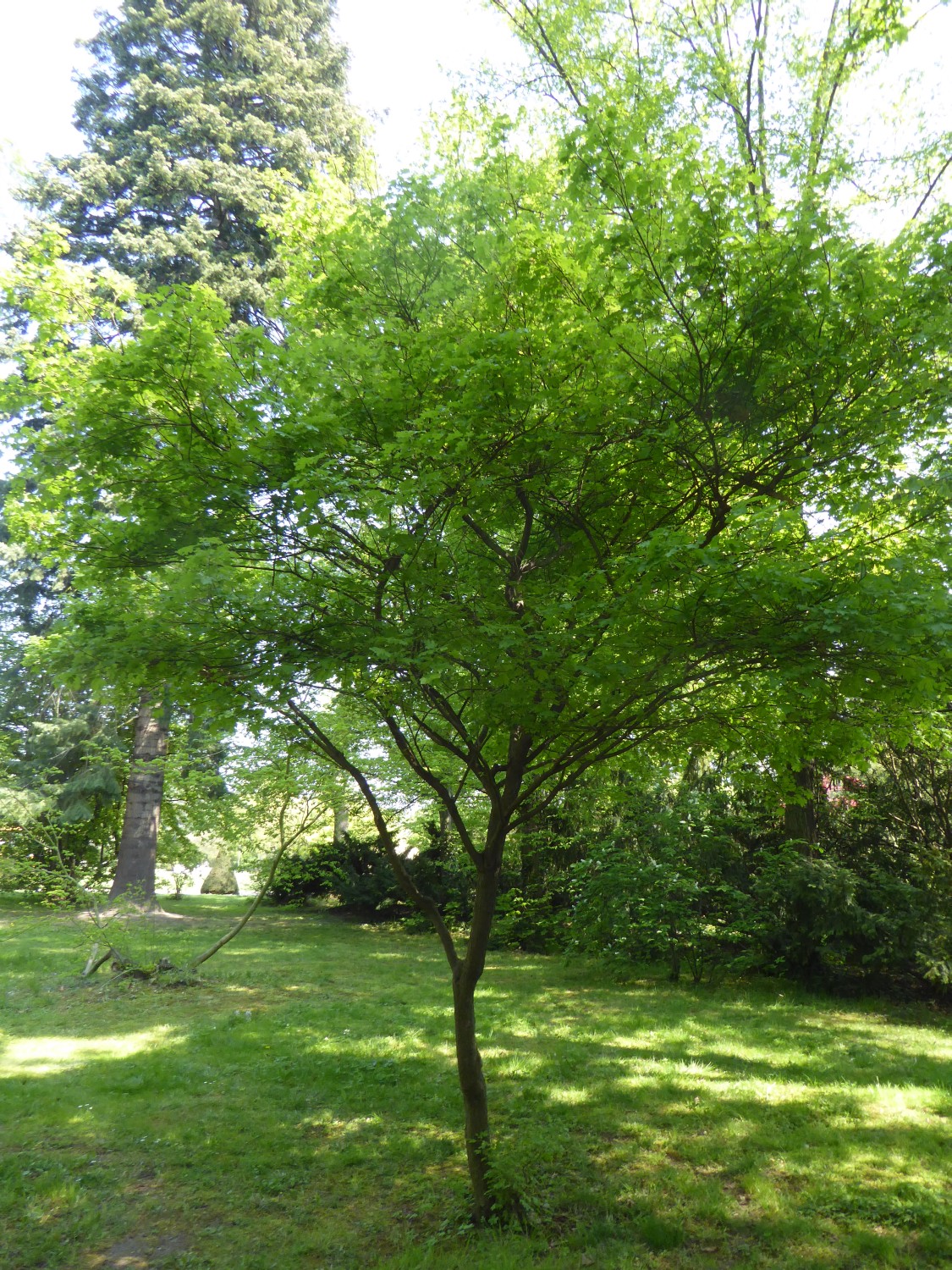 Acer campestre 'Nanum' - Dresden - 2022