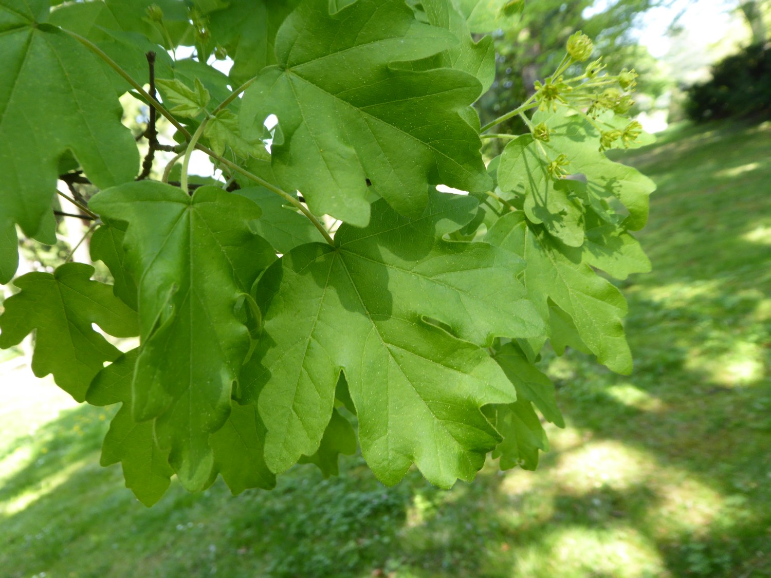 Acer campestre 'Nanum' - Dresden - 2022