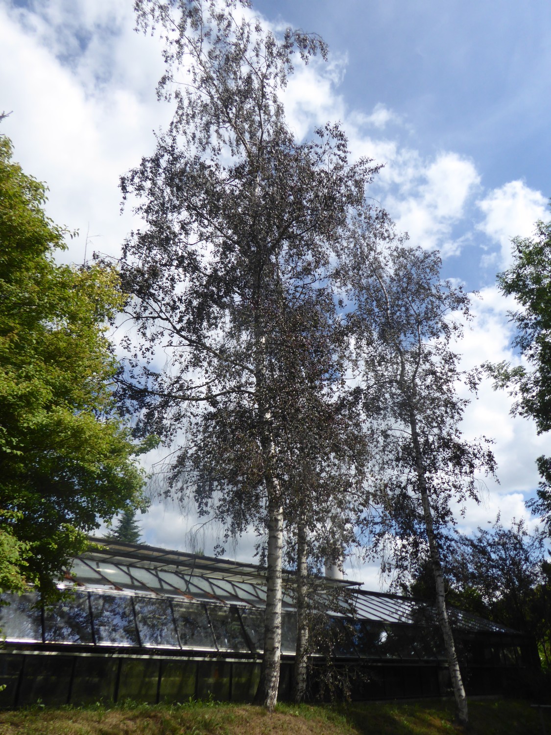 'Purpurea' Betula pendula