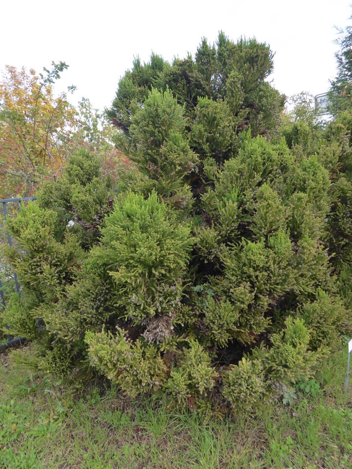 Cryptomeria japonica 'Jindai' - Radeberg - 2020