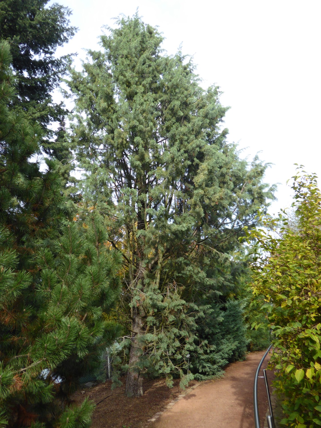 Cupressus bakeri subsp. matthewsii - Radeberg - 2020