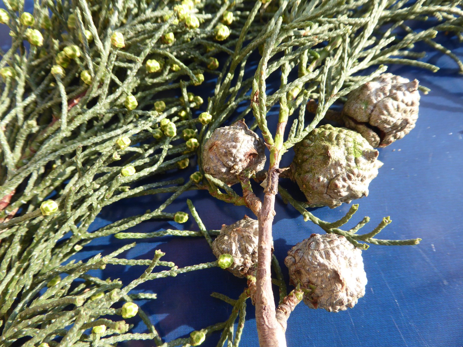 Cupressus bakeri subsp. matthewsii - Radeberg - 2020