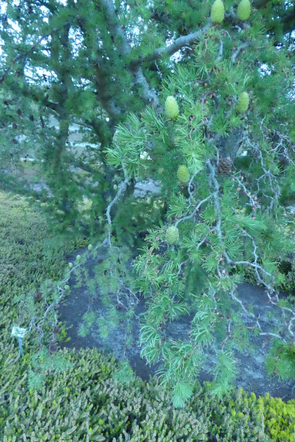'Diana' kaempferi Larix