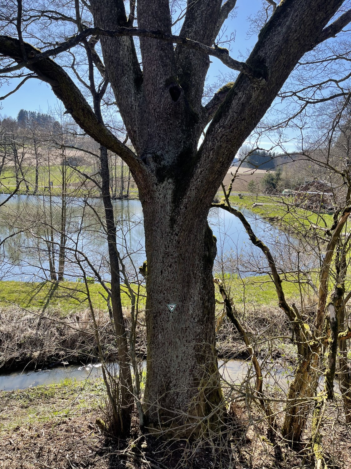 Alnus glutinosa - Helmbrechts - 2022