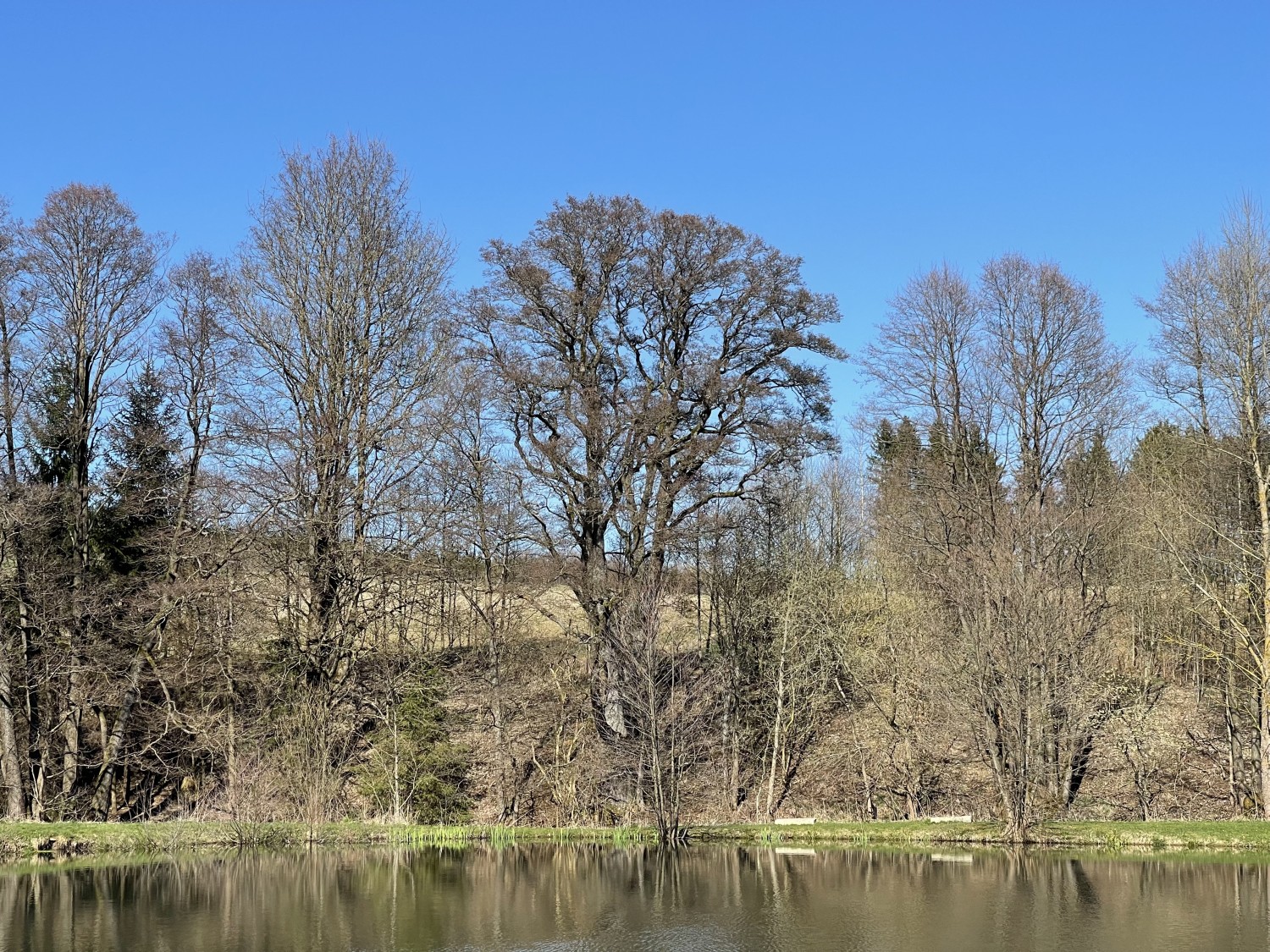 Alnus glutinosa - Helmbrechts - 2022