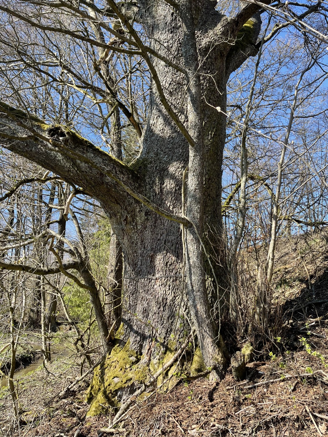 Alnus glutinosa - Helmbrechts - 2022