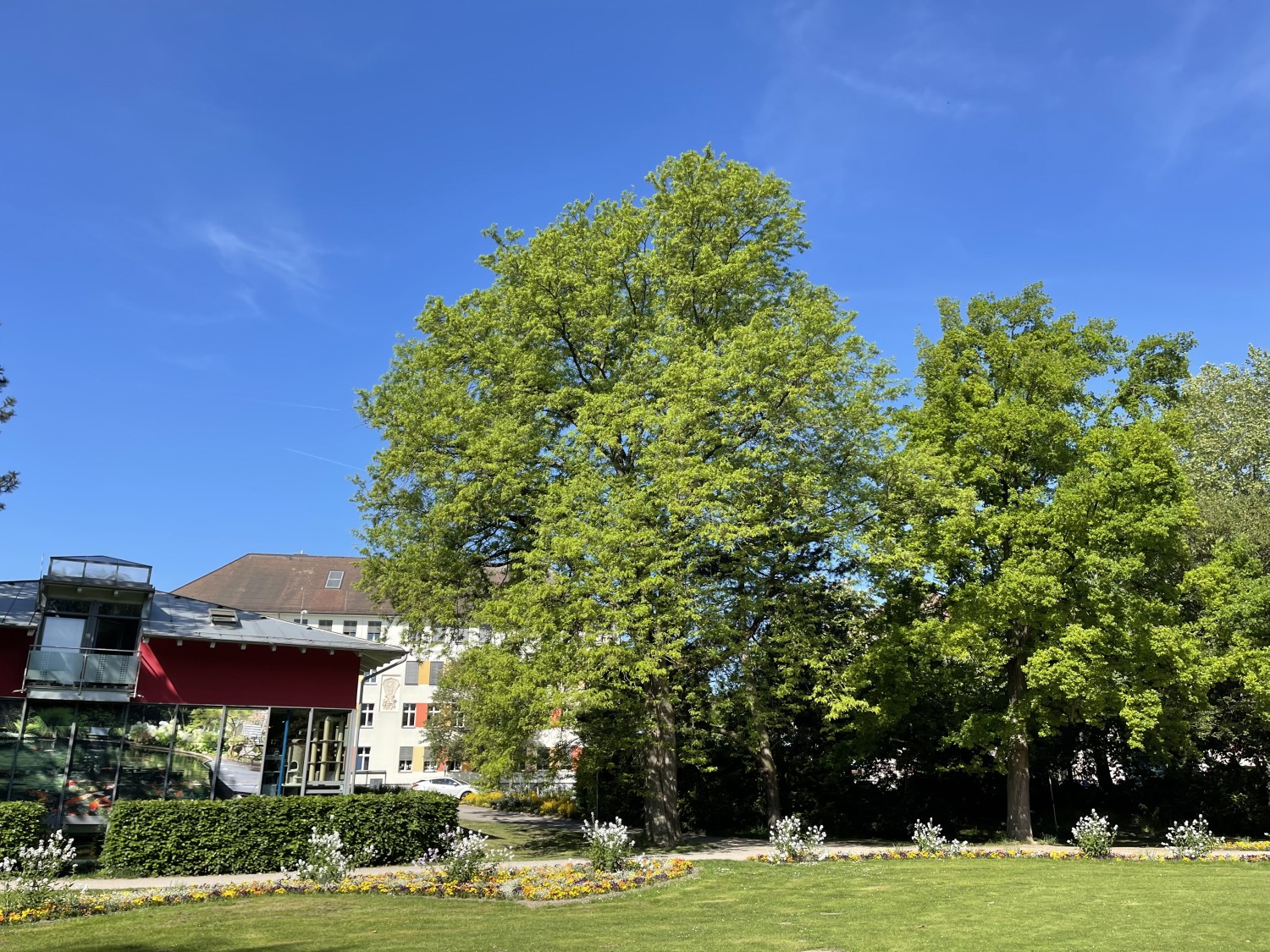 Gleditsia triacanthos - Ingolstadt - 2022
