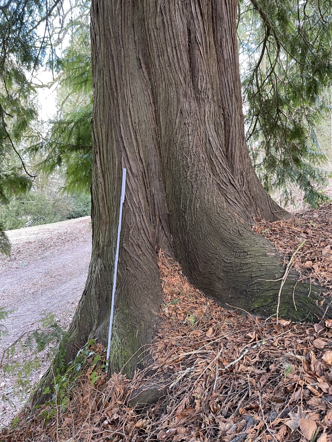 Thuja plicata - Baldern - 2022