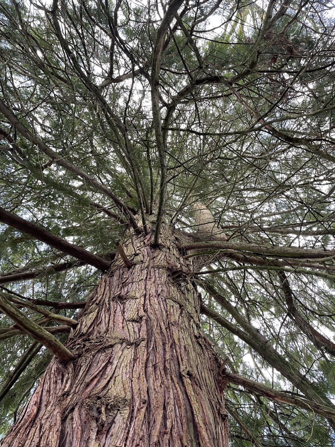 Thuja plicata - Baldern - 2022