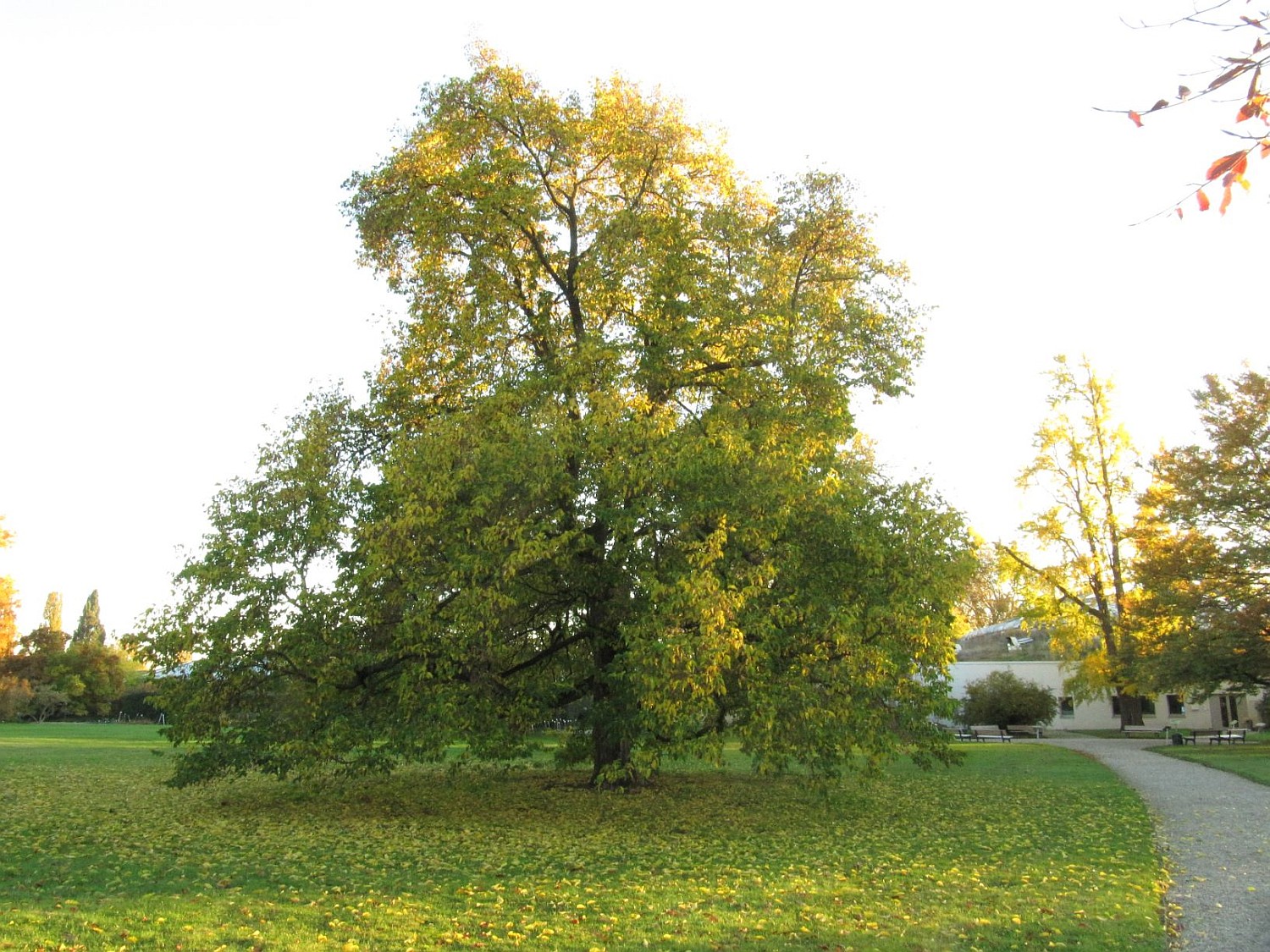 carpinifolia Ostrya