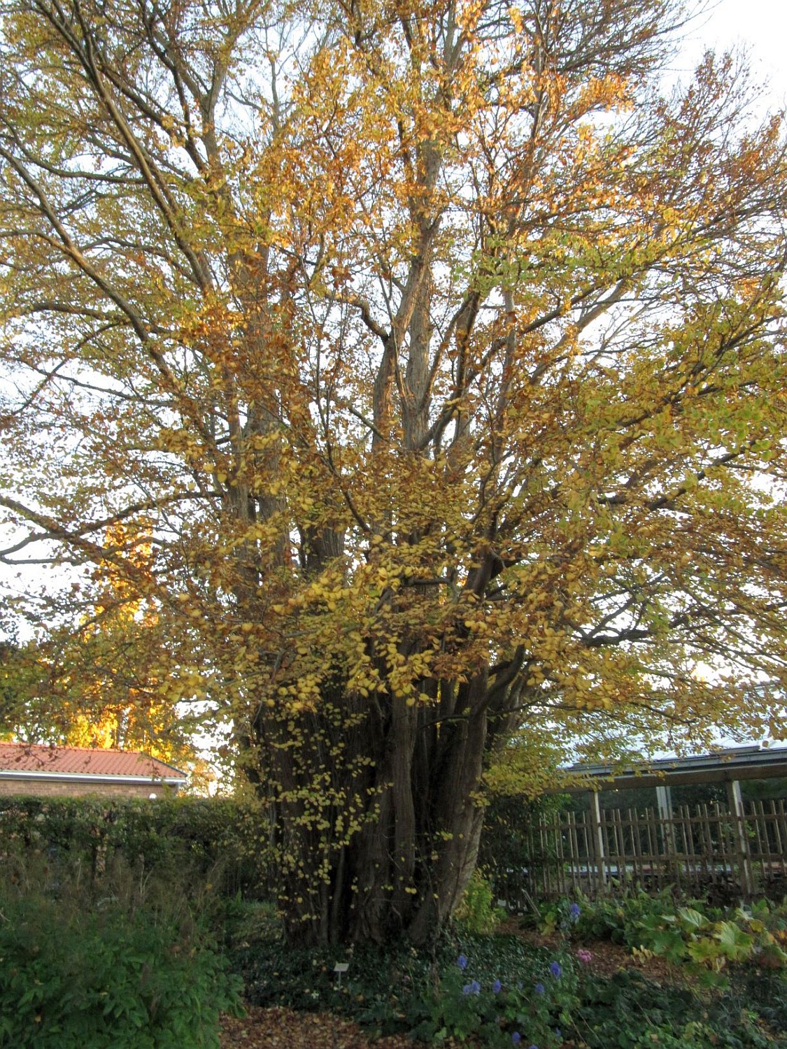 Cercidiphyllum japonicum