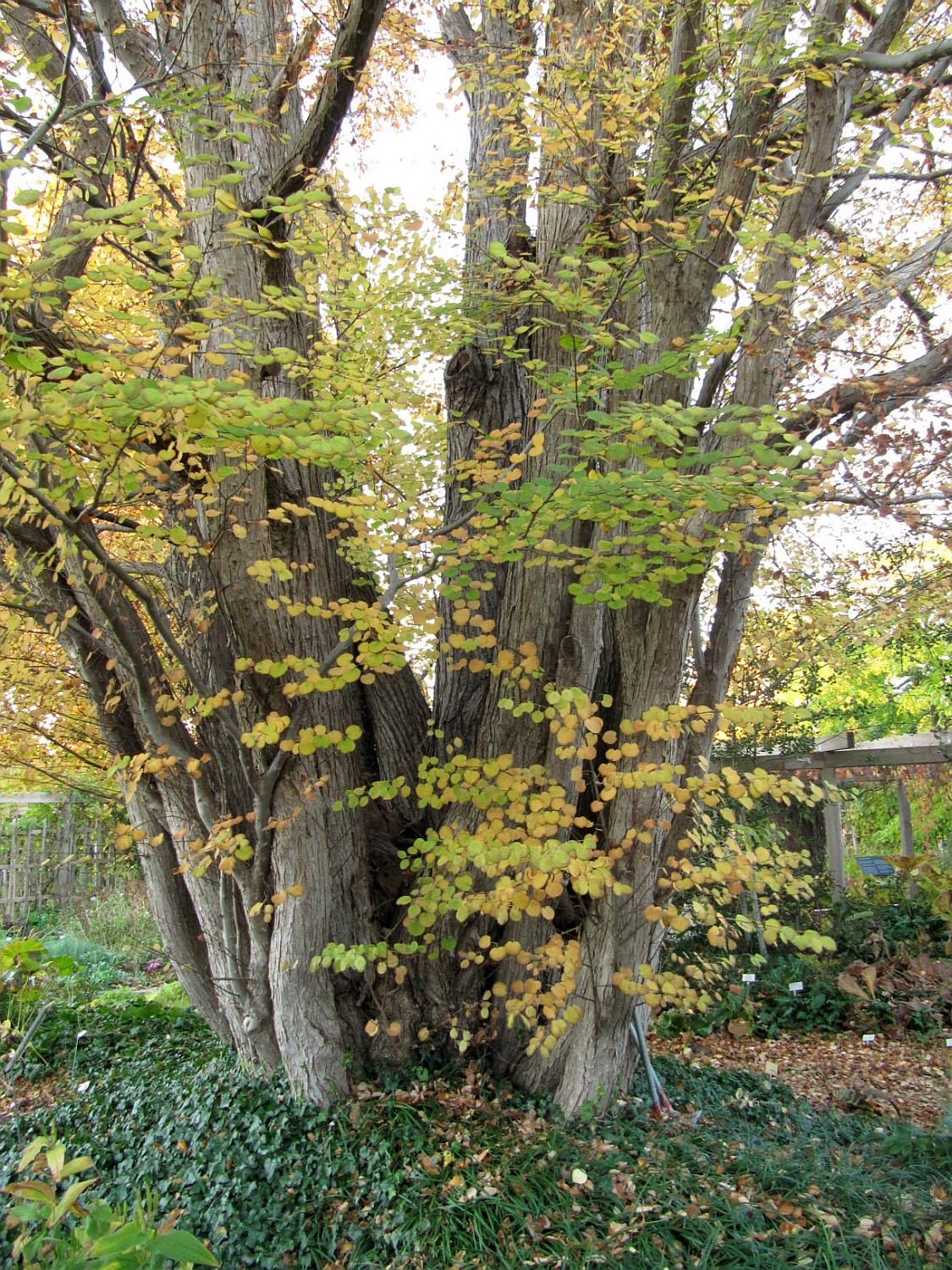Cercidiphyllum japonicum - Hannover, Berggarten - 2021