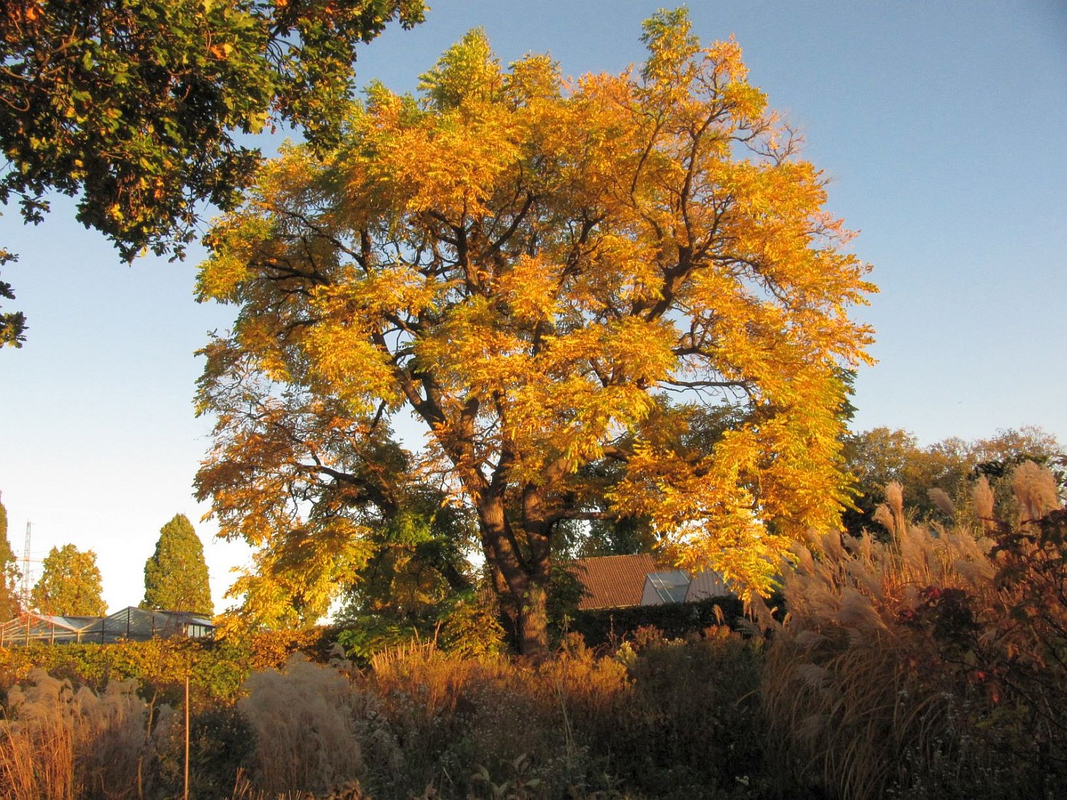 Gymnocladus dioicus - Hannover, Berggarten - 2021