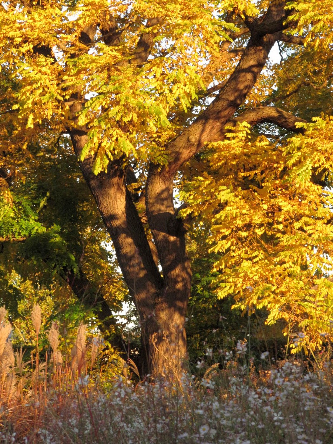 Gymnocladus dioicus - Hannover, Berggarten - 2021