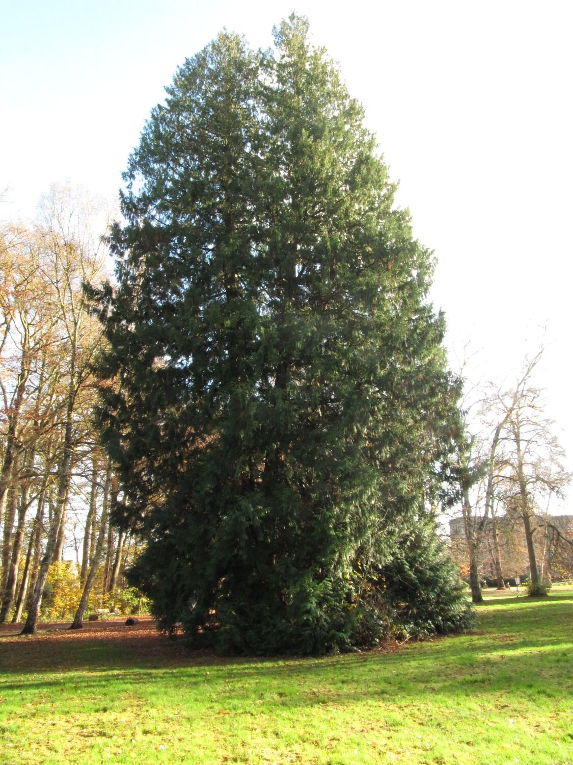 Thuja plicata - Etelsen - 2021