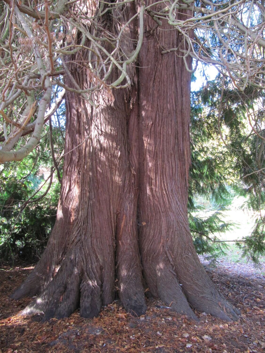 Thuja plicata - Etelsen - 2021