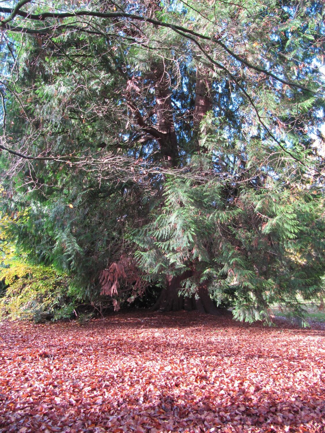 Thuja plicata - Etelsen - 2021