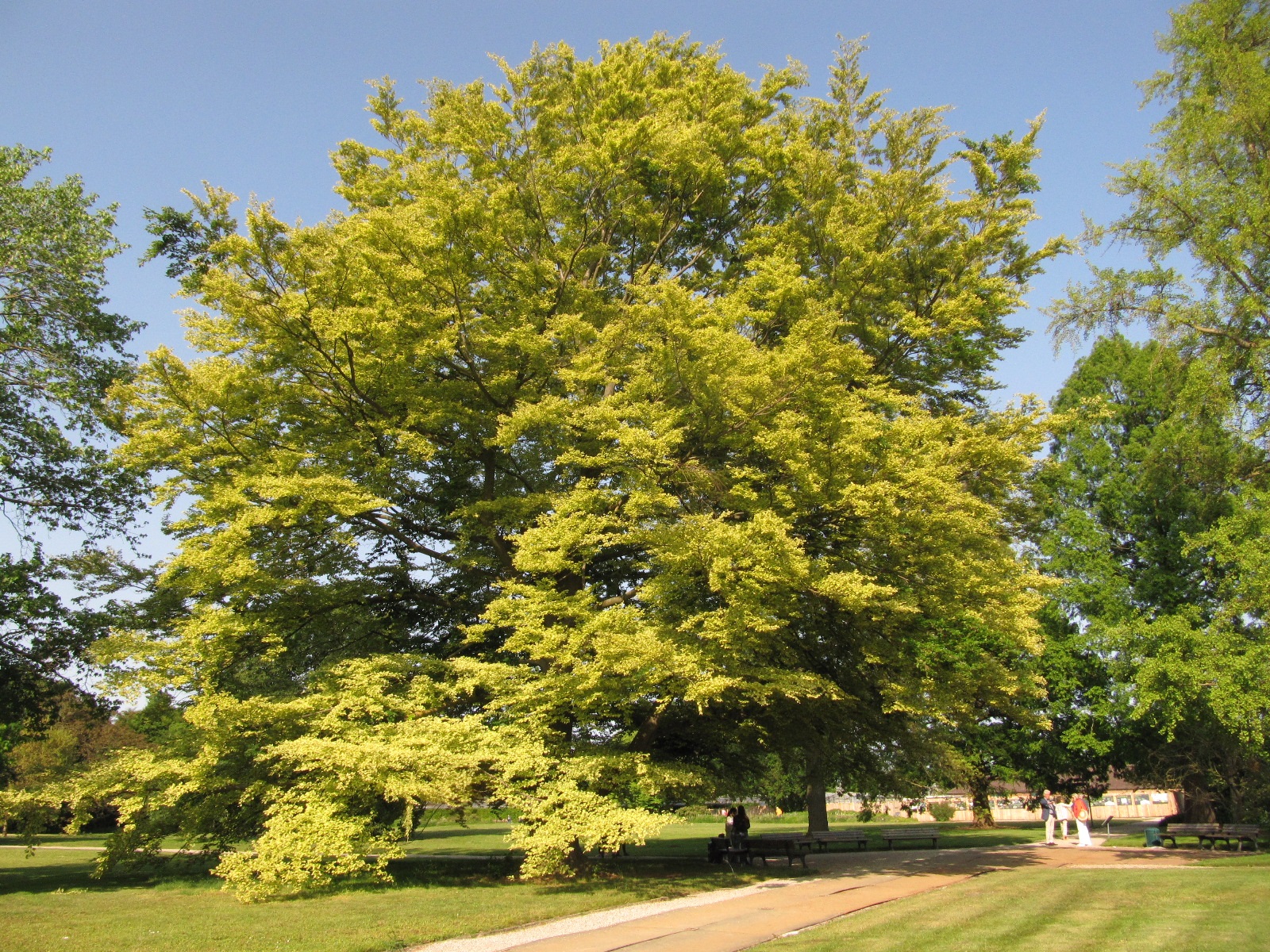 'Albovariegata' Fagus sylvatica