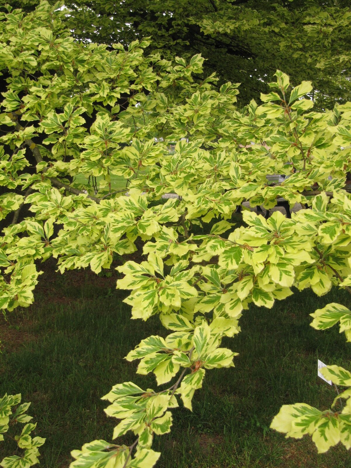 Fagus sylvatica 'Albovariegata' - Berggarten Hannover - Mai 2023