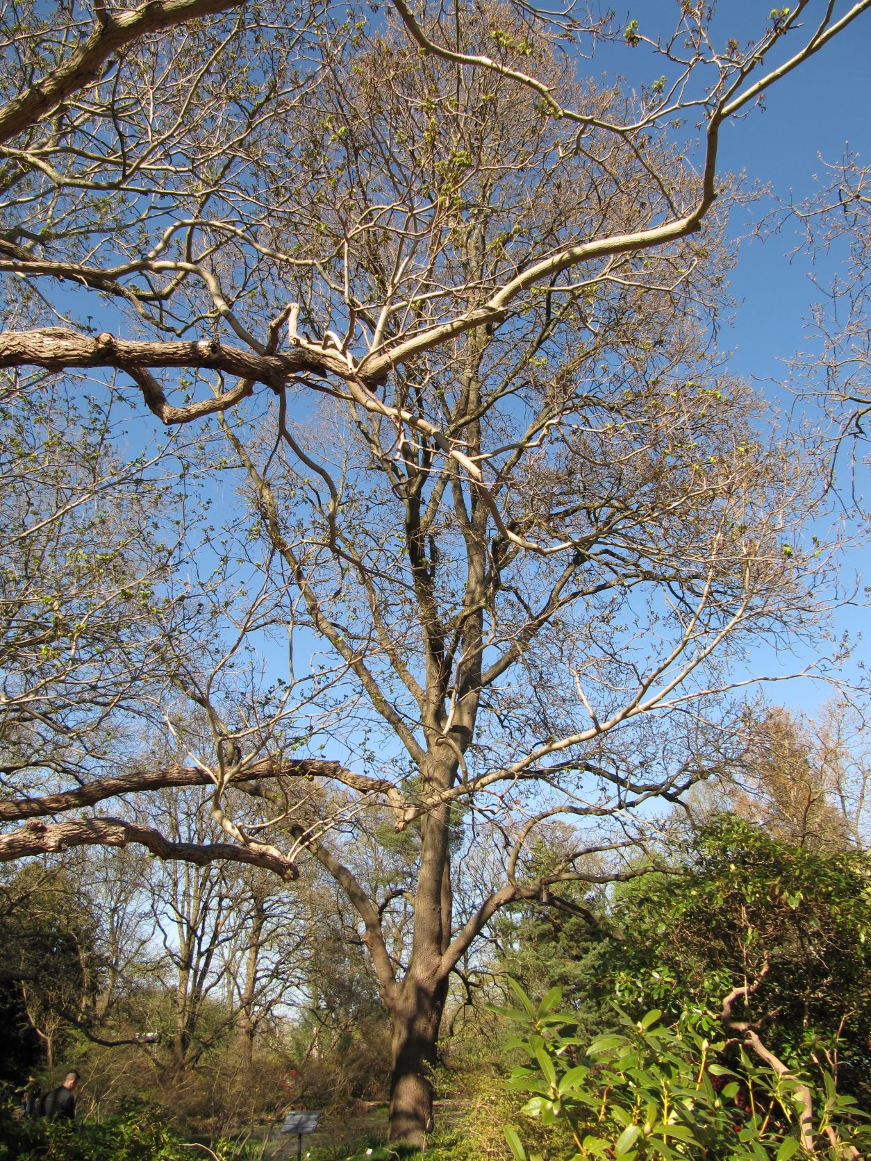 'Mespilifolia' petraea Quercus
