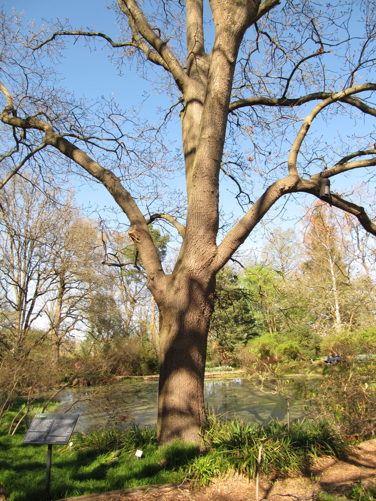 Quercus petraea 'Mespilifolia' - Berggarten Hannover - April 2022