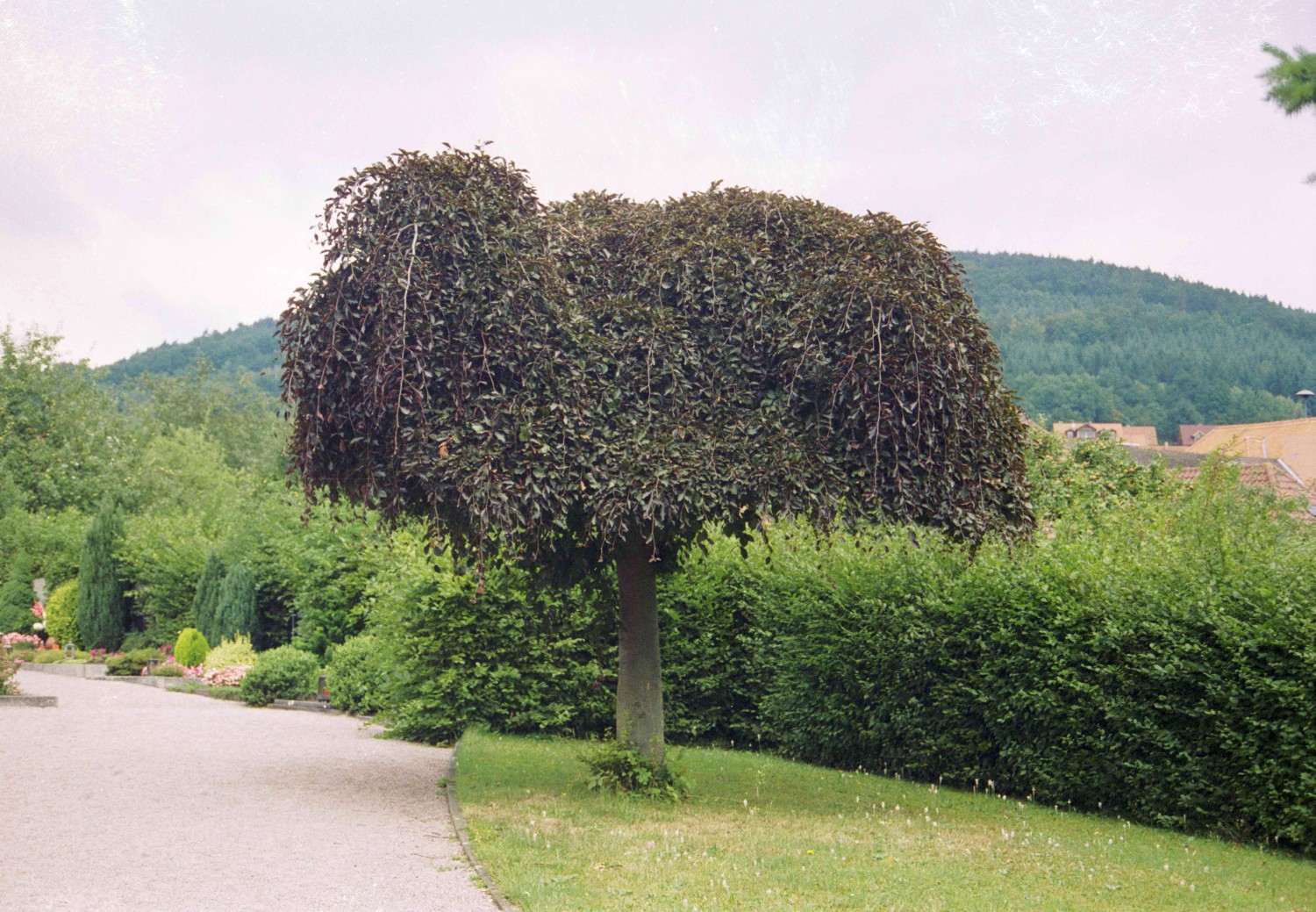 Fagus sylvatica 'Purpurea Pendula' - Sackenbach - 1999
