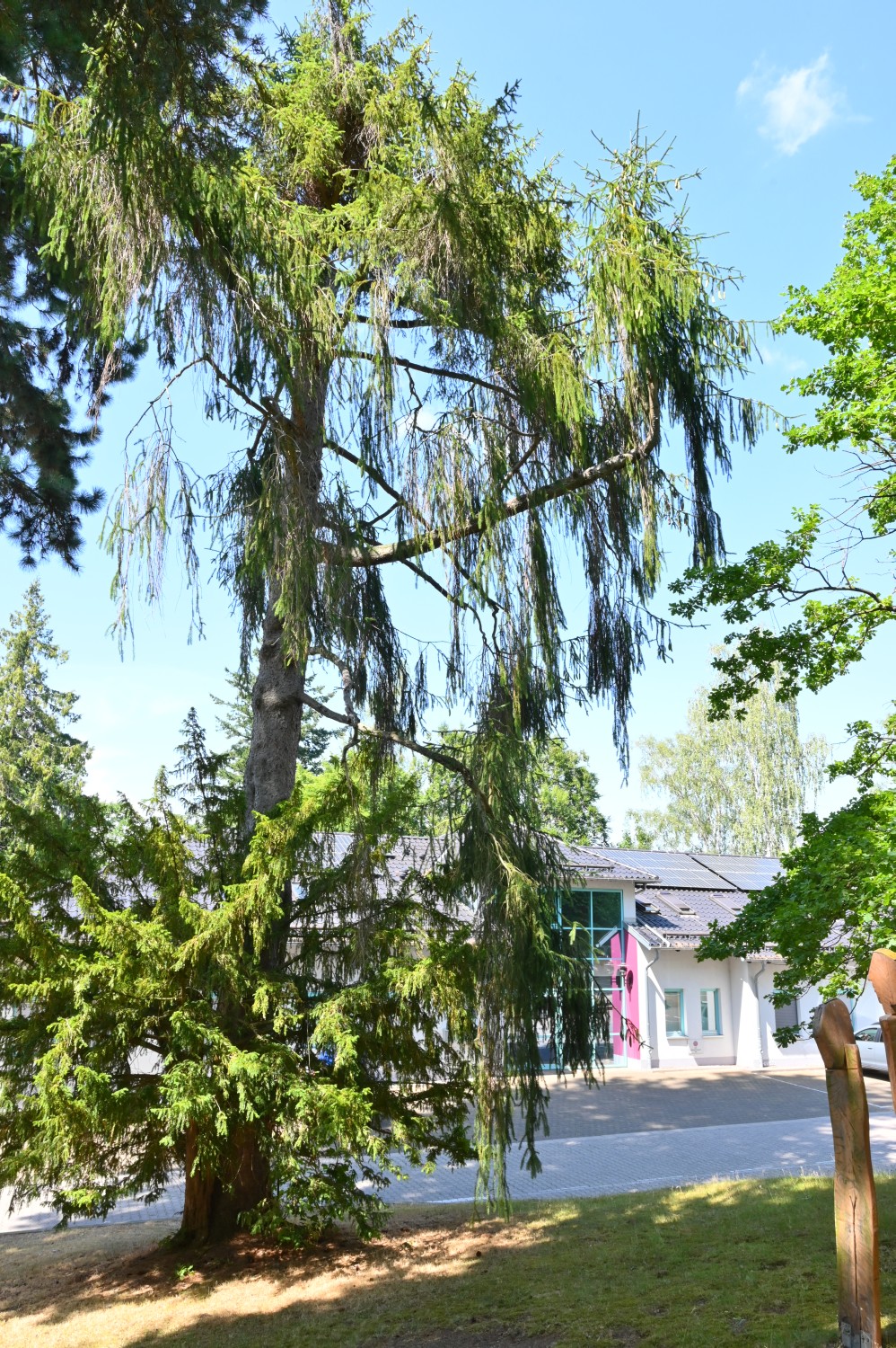 'Virgata' abies Picea
