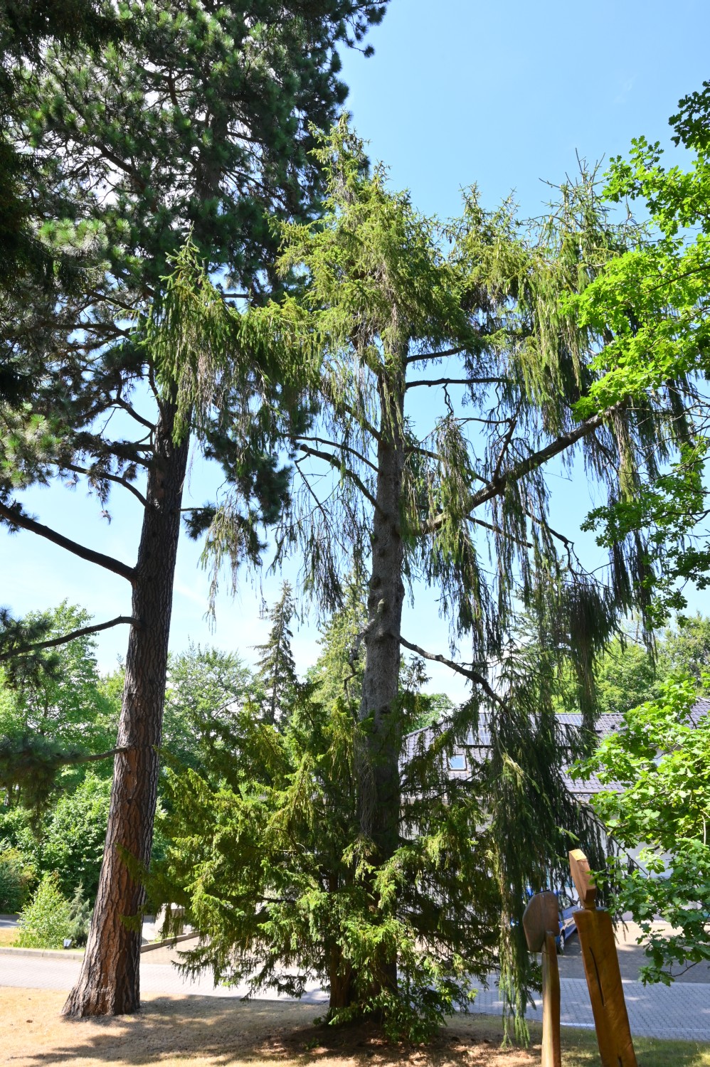 Picea abies 'Virgata' - Friedrichroda, Dialysestation - 2022
