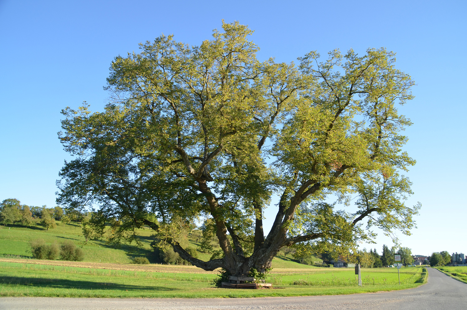 Tilia cordata - Obere Linde bei Hildrizhausen - 2020