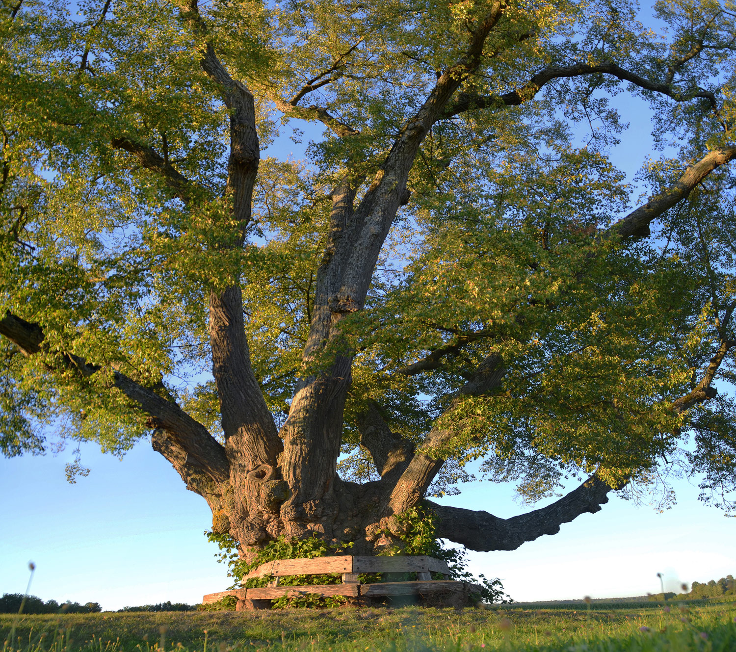 Tilia cordata - Obere Linde bei Hildrizhausen - 2020